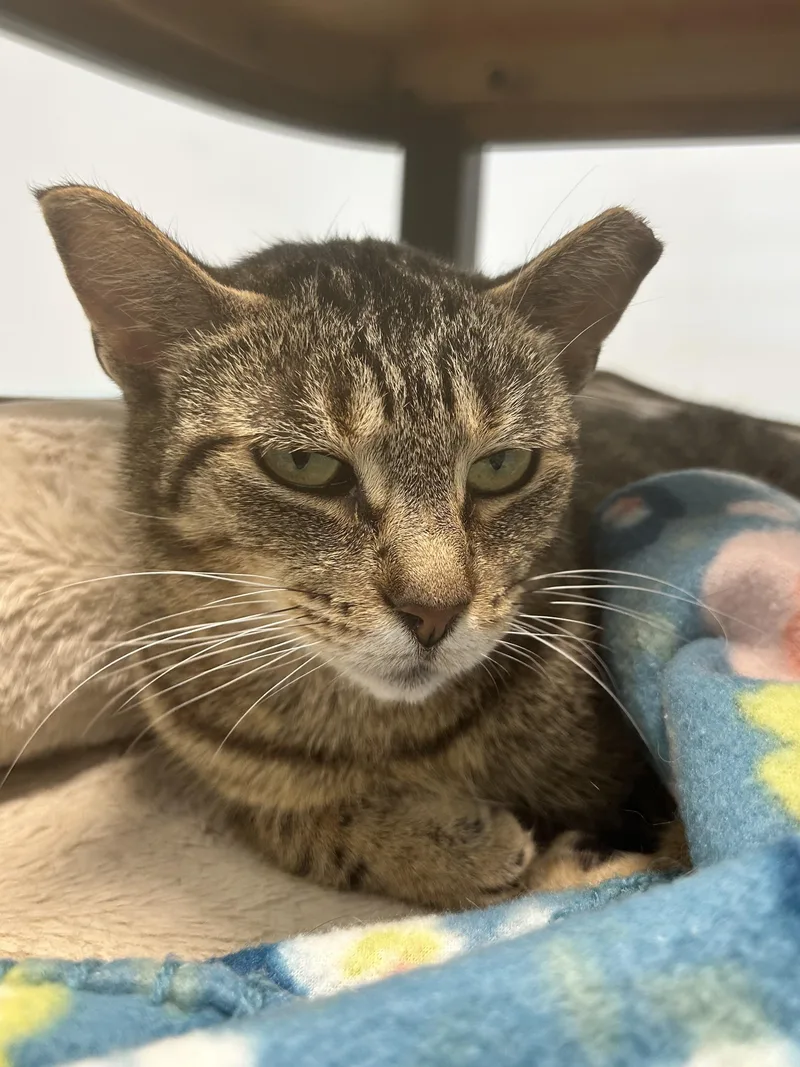 Sassafras thumbnail 3