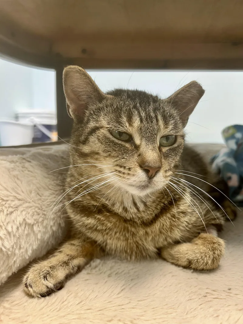 Sassafras thumbnail 4