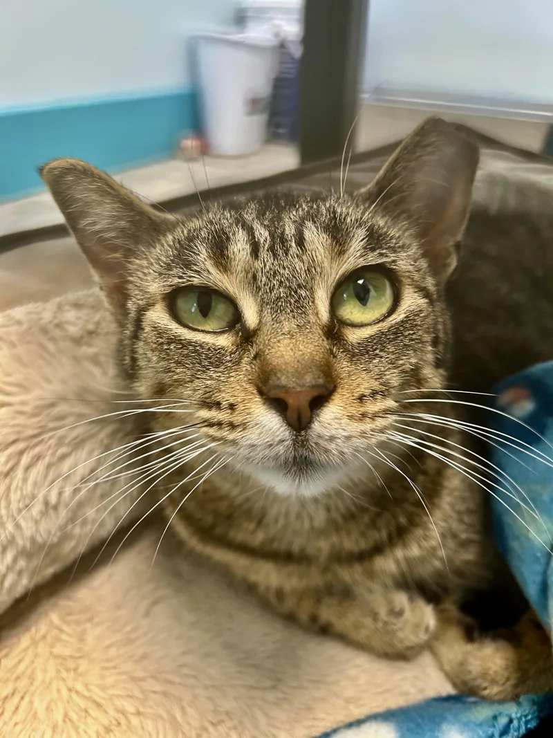 An adult medium-sized female Tabby (Brown / Chocolate) Tabby cat named Sassafras for adoption in Grand Rapids, MI