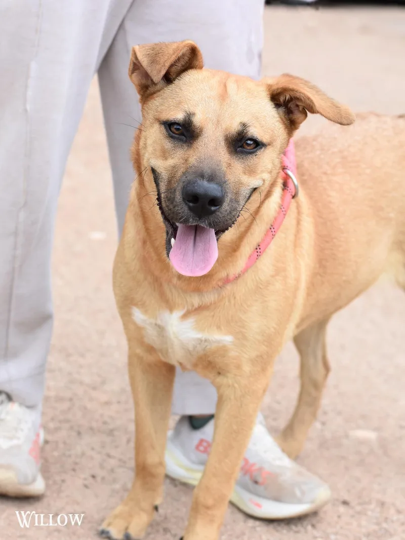 An adult medium-sized female Black Mouth Cur dog named Willow for adoption in Houston, TX