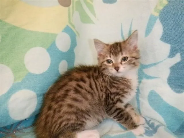 A baby small-sized female Domestic Short Hair cat named Jill for adoption in San Jose, CA