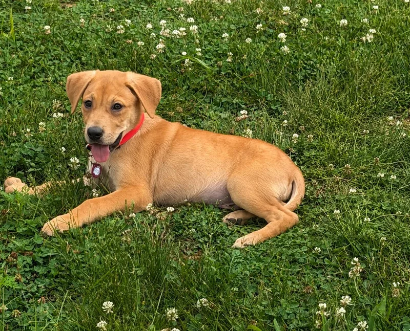 A baby large-sized male Labrador Retriever dog named Travis for adoption in Nashville, TN