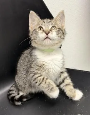 Biscuit