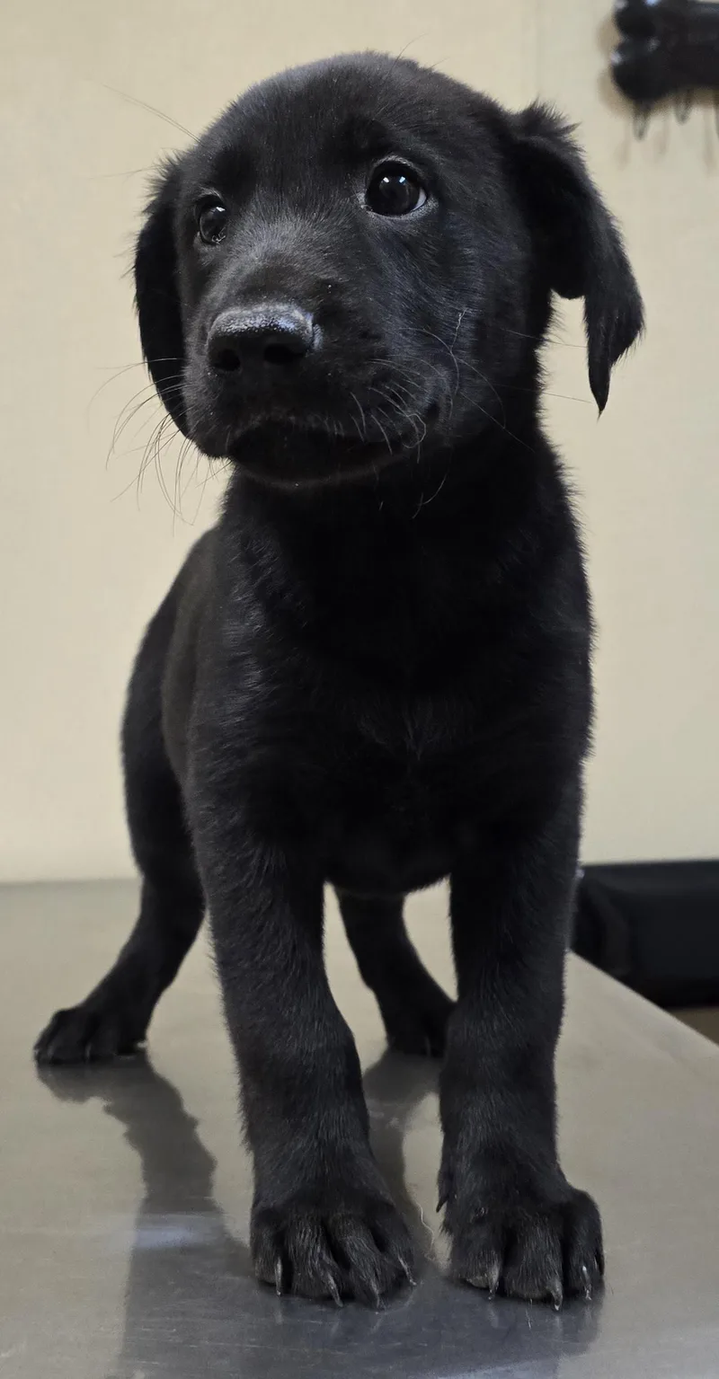 Jack