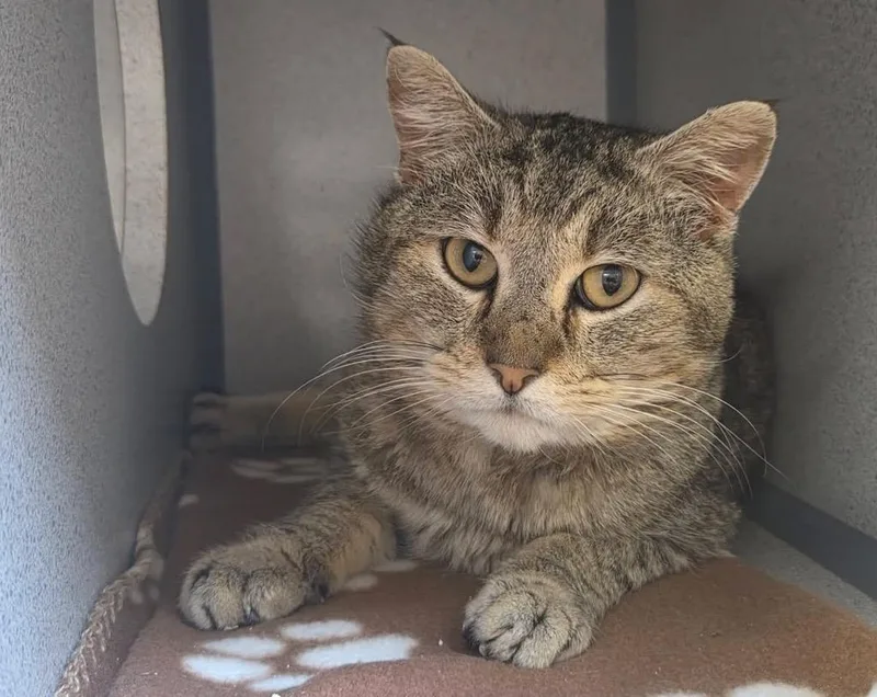 An adult large-sized male Domestic Short Hair cat named Toebias for adoption in Liverpool, NY