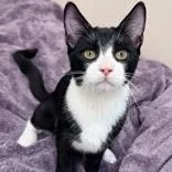 Tux