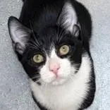 Tux thumbnail 2