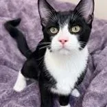 Tux thumbnail 3