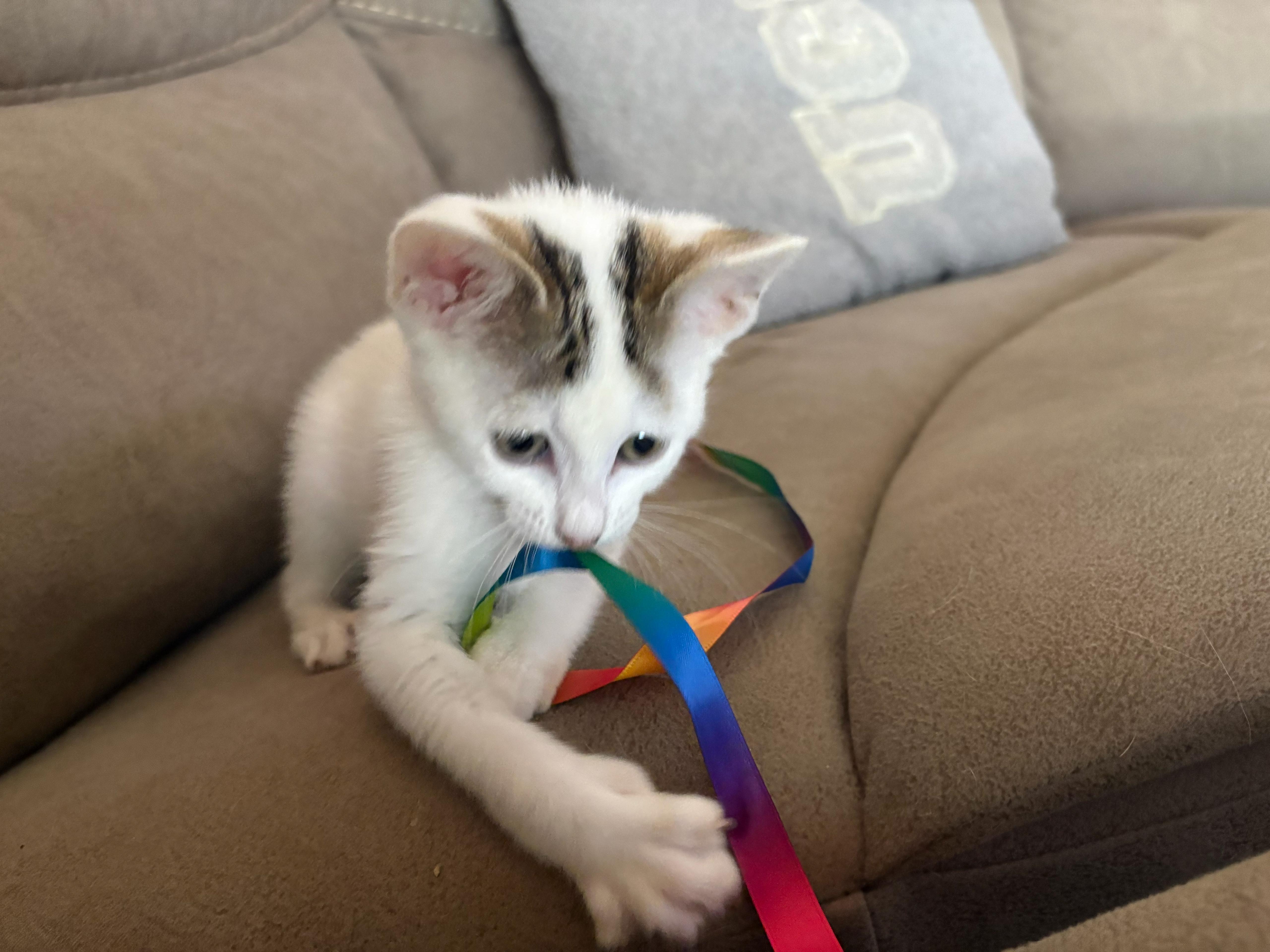 A baby medium-sized female White Domestic Short Hair cat named Snowie for adoption in Lauderhill, FL