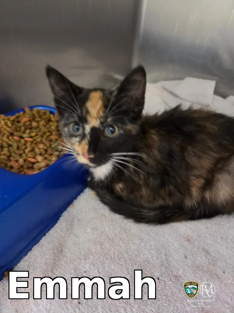 A baby medium-sized female Domestic Short Hair cat named Emmah for adoption in Rocky Mount, NC