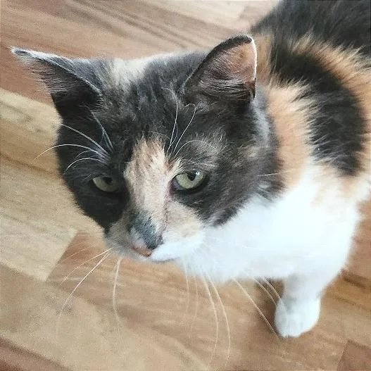 An adult medium-sized female Gray / Blue / Silver Domestic Short Hair cat named Sally for adoption in Traverse City, MI