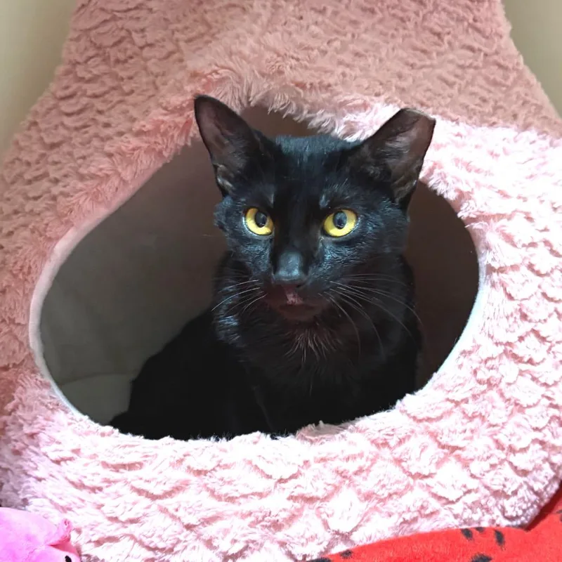 An adult medium-sized female Black Domestic Short Hair cat named Bonnie for adoption in Sarasota, FL