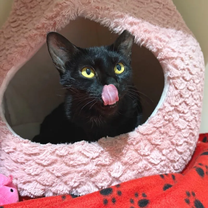 Bonnie thumbnail 5
