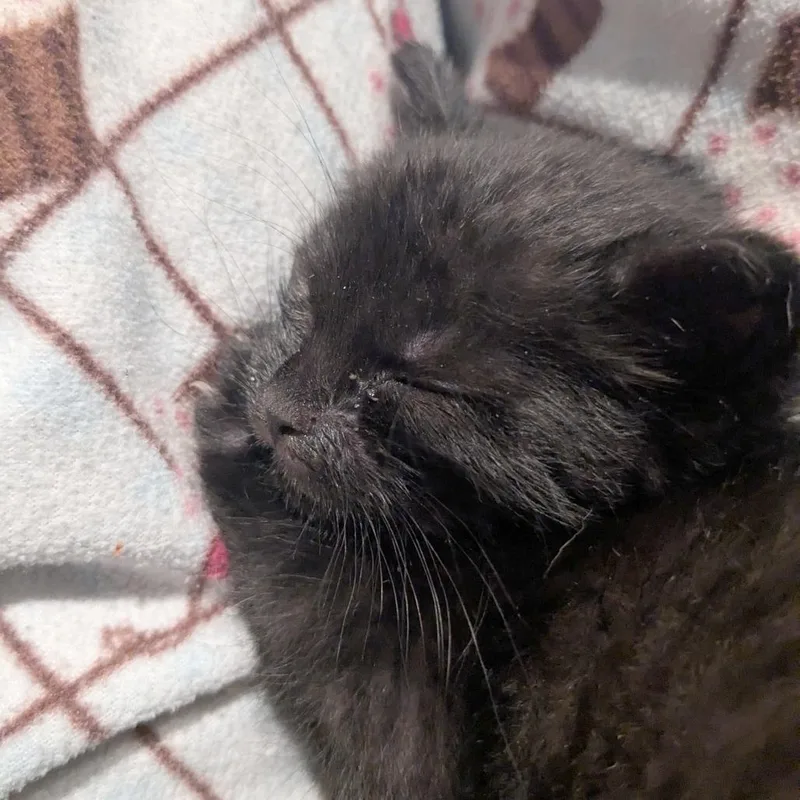 A baby small-sized female Domestic Short Hair cat named Kestrelflight for adoption in Austin, TX