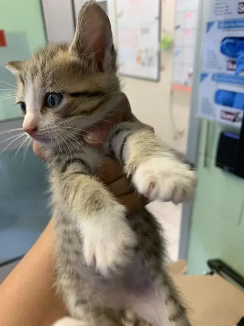Purrito