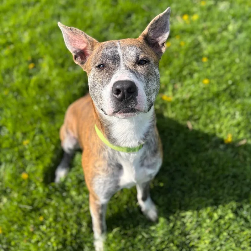 An adult large-sized male Brindle Mixed Breed dog named Wagner for adoption in Brookfield, WI