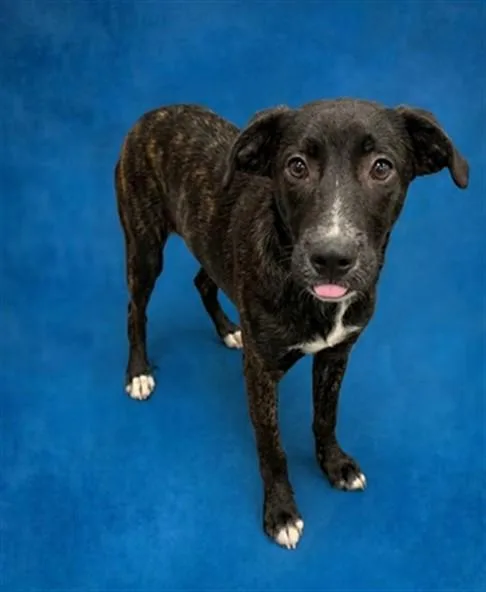 A baby small-sized female Siberian Husky dog named Swanley for adoption in Peoria, IL