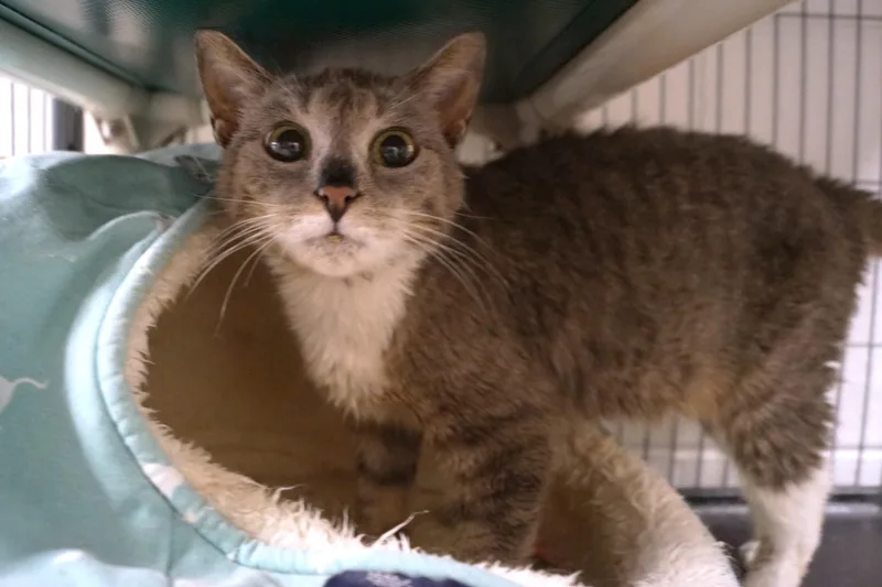 An adult medium-sized female Tabby (Gray / Blue / Silver) Domestic Short Hair cat named Haze for adoption in New Milford, CT