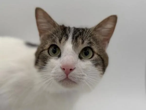 A young small-sized male Domestic Short Hair cat named Marshmallow for adoption in Portland, OR