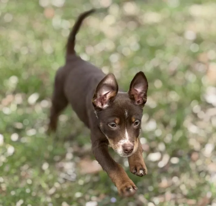 A baby medium-sized male Brown / Chocolate Beagle dog named Gus Power for adoption in Andover, MA