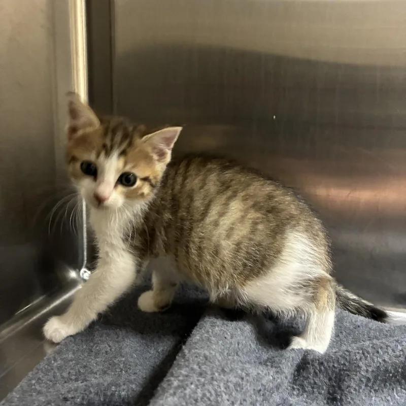 A baby small-sized female Brown / Chocolate Domestic Short Hair cat named Cantina for adoption in Windsor, VA