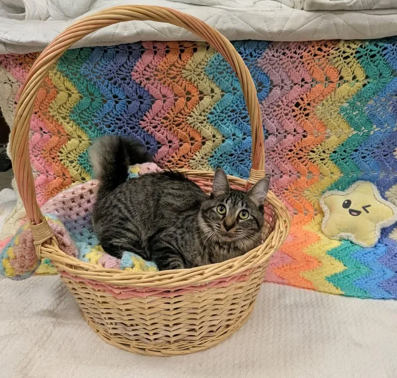 A baby medium-sized female Domestic Medium Hair cat named Honeydew for adoption in Pueblo, CO