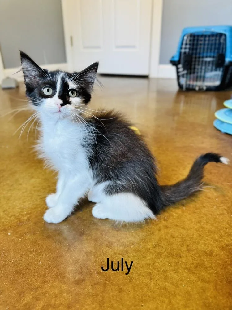 July