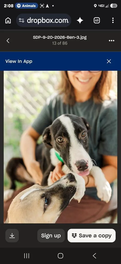 A baby medium-sized male Collie dog named Ben for adoption in Camden, TN