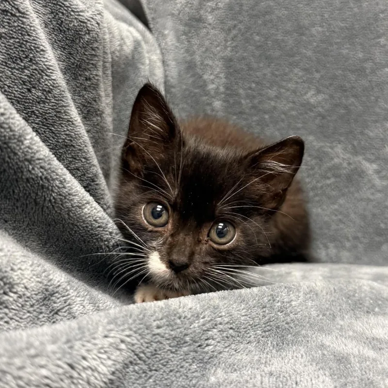 A baby medium-sized male Domestic Short Hair cat named Beastboy for adoption in Brenham, TX