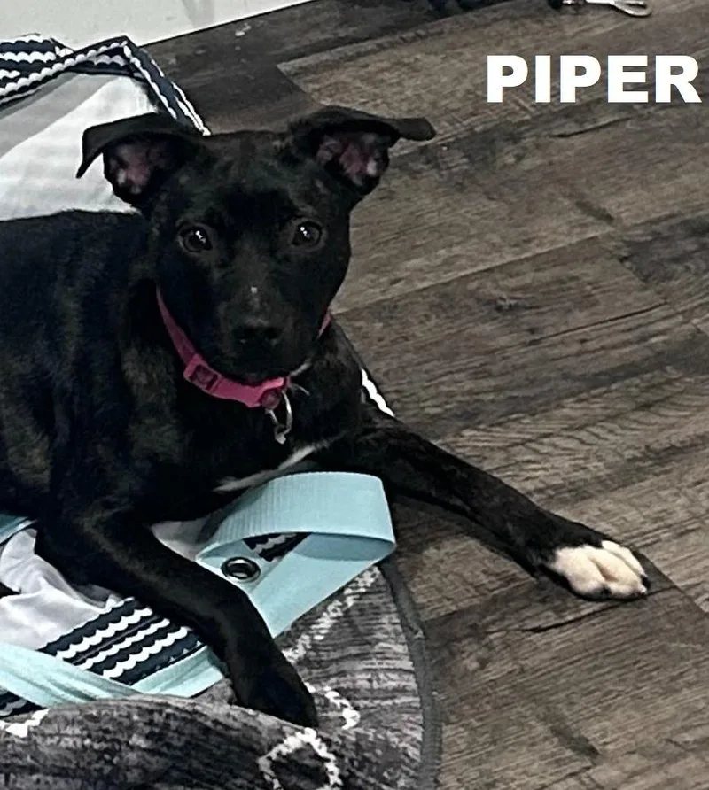 A baby small-sized female Terrier dog named Piper for adoption in Owatonna, MN