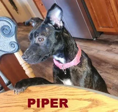 Piper thumbnail 3