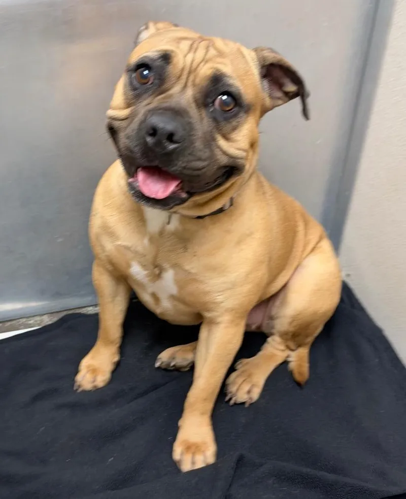 A young large-sized female Pug dog named Nix for adoption in Little Rock, AR