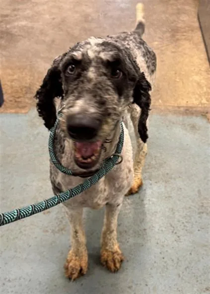 An adult medium-sized male Poodle dog named Randolph for adoption in Peoria, IL