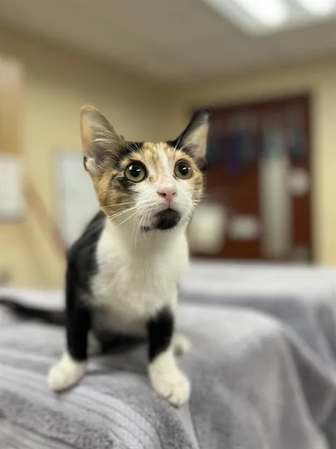 A baby small-sized female Domestic Short Hair cat named Pixie for adoption in Aliquippa, PA