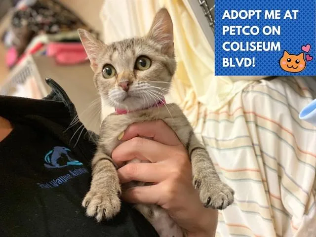 A baby small-sized female Domestic Short Hair cat named Wheezy for adoption in Fort Wayne, IN