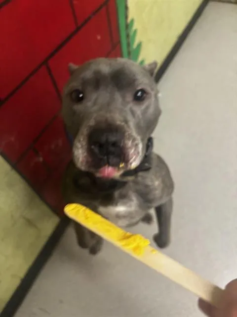 An adult large-sized male Pit Bull Terrier dog named Jagen for adoption in Indianapolis, IN