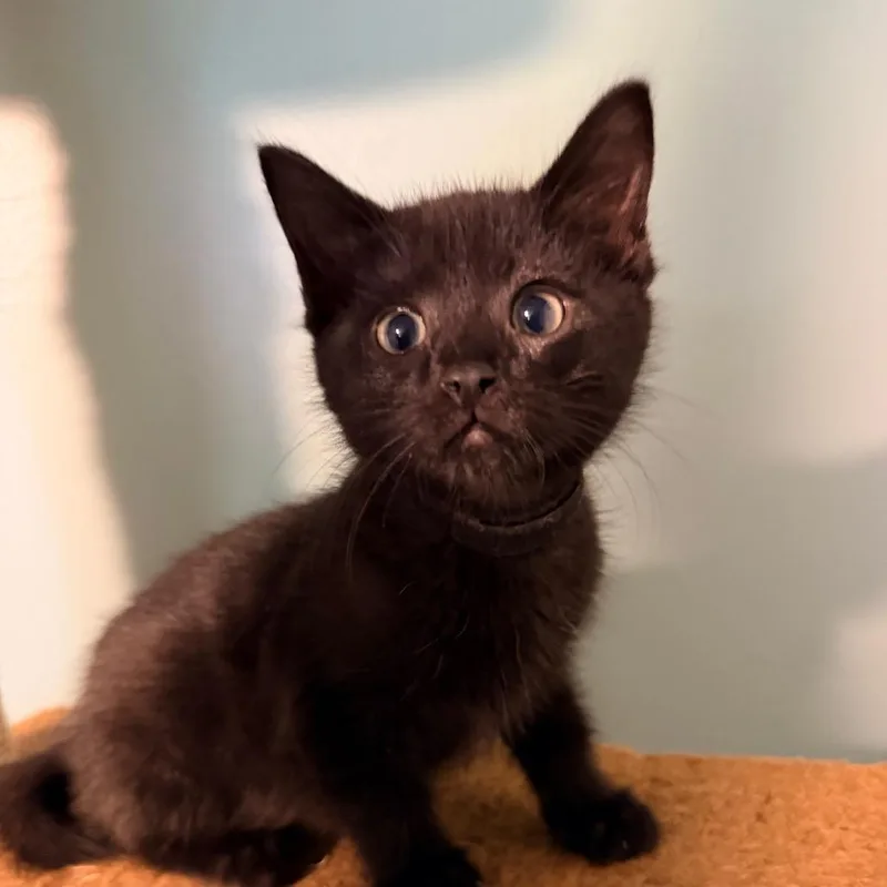 A baby small-sized male Black Domestic Short Hair cat named Wilbur for adoption in Tacoma, WA