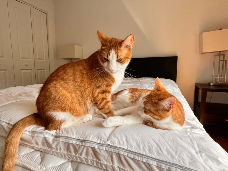 Pumpkin And Latte