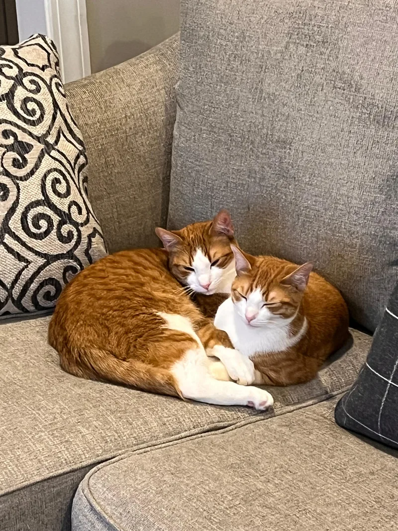 Pumpkin And Latte thumbnail 2