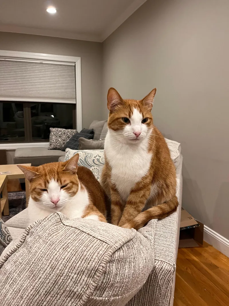 Pumpkin And Latte thumbnail 4