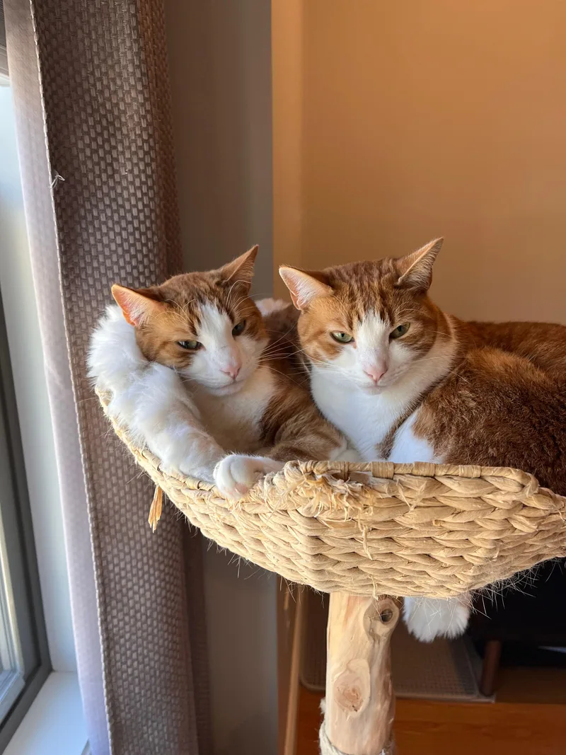 Pumpkin And Latte thumbnail 5