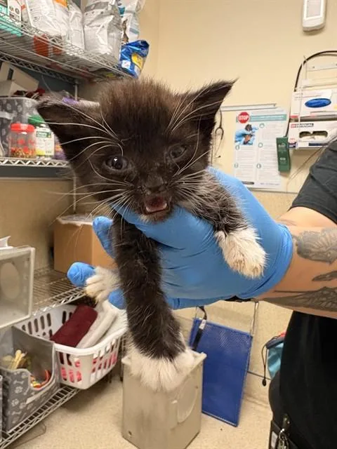 A baby small-sized male Domestic Short Hair cat named Dobie for adoption in Riverside, CA