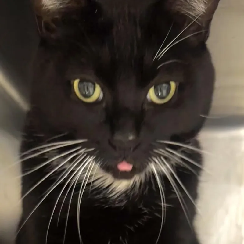 Kylo