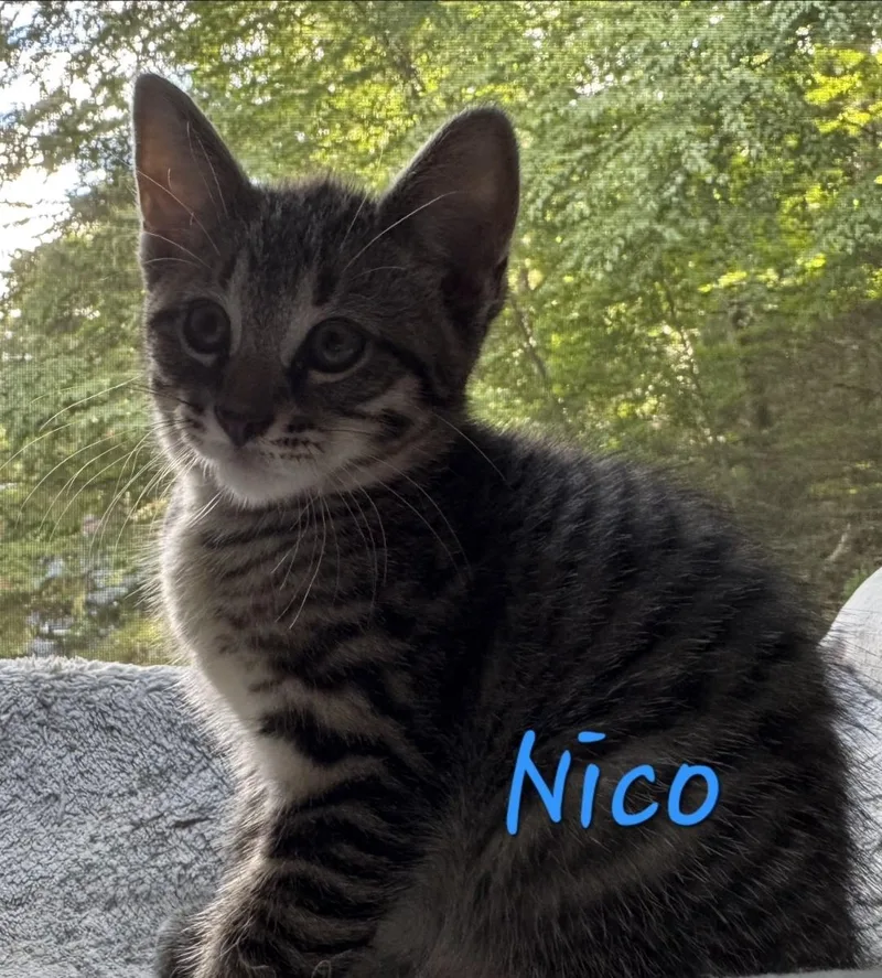A baby small-sized male Domestic Short Hair cat named Nico for adoption in Canton, CT
