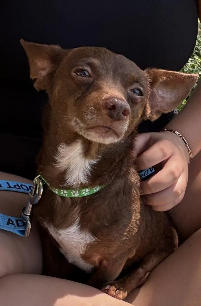 An adult small-sized female Tricolor (Brown, Black, & White) Chihuahua dog named Patsy Cline for adoption in New Braunfels, TX