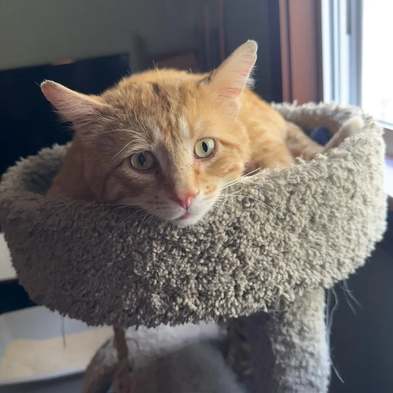 A young large-sized male Orange / Red Domestic Short Hair cat named Pedro Pascal for adoption in Wheeling, IL
