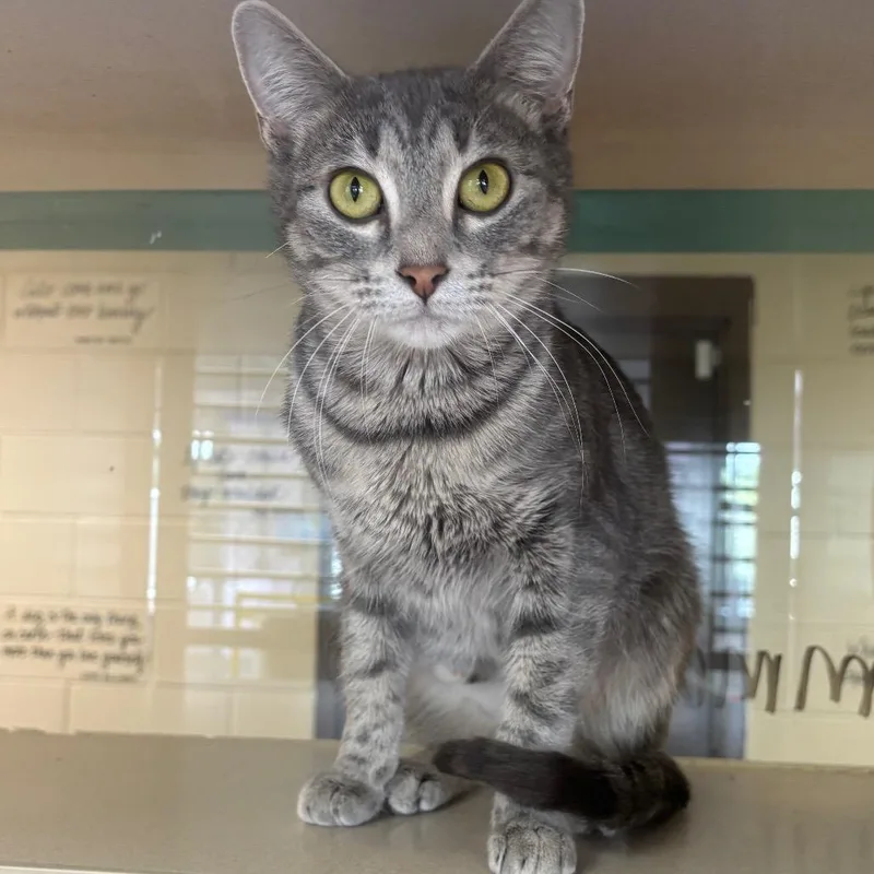 An adult medium-sized female Gray / Blue / Silver Domestic Short Hair cat named Emma Jean for adoption in Marshalltown, IA