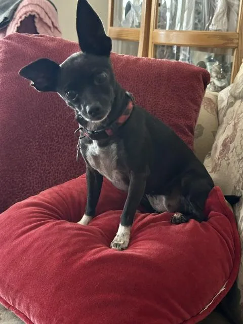 An adult small-sized female Black Chihuahua dog named Choo Choo for adoption in Rancho Palos Verdes, CA
