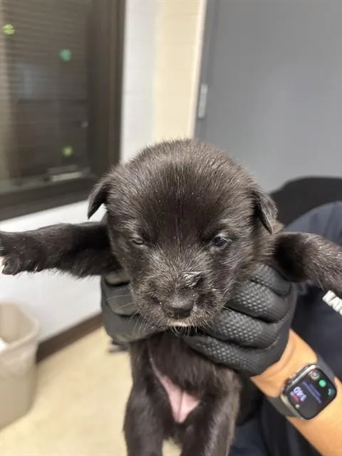 A baby small-sized female German Shepherd Dog dog named A for adoption in Stockton, CA