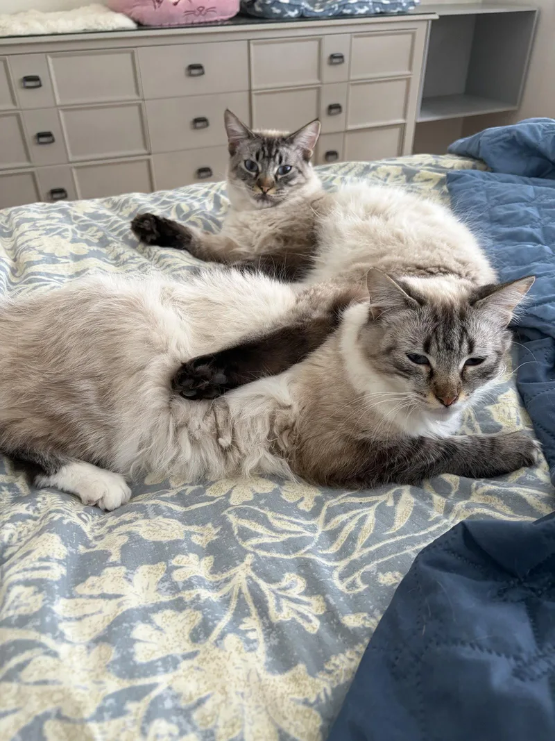 A young large-sized male Siamese cat named Poppie & Pip for adoption in Long Beach, CA